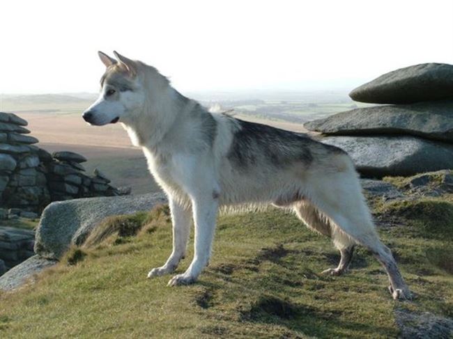 Видео: северную инуитскую собаку вычёсывают во время линьки